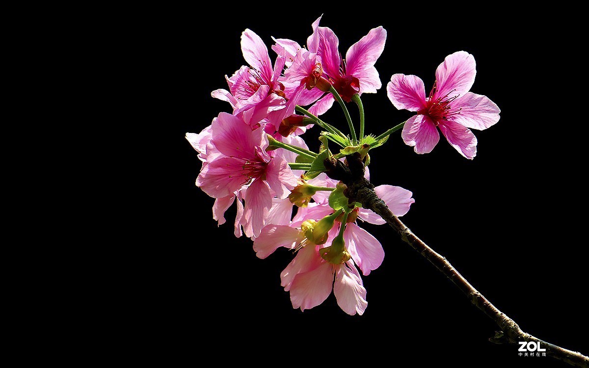 21236---公园随拍的樱花（11）