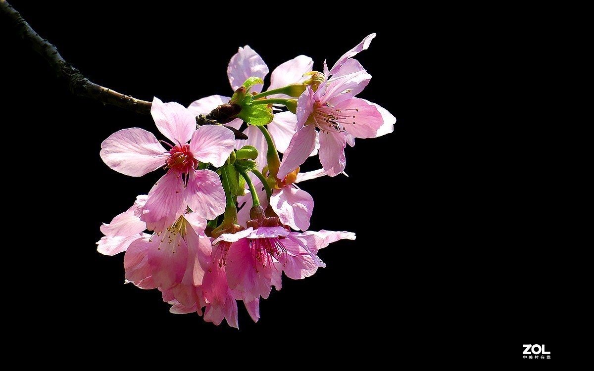 21236---公园随拍的樱花（11）