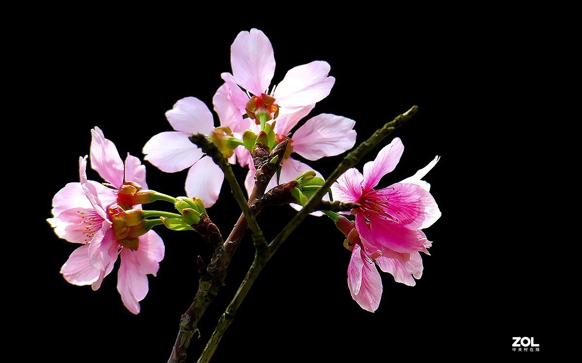 21236---公园随拍的樱花（11）