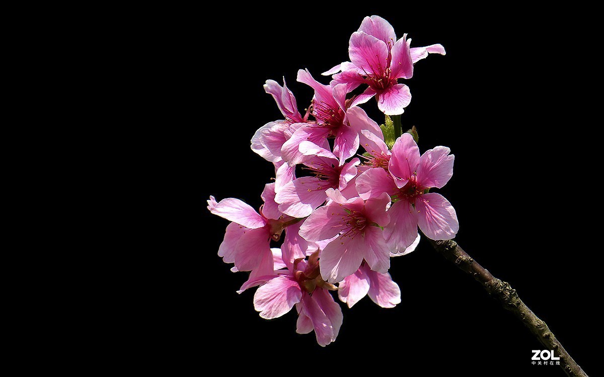 21236---公园随拍的樱花（11）