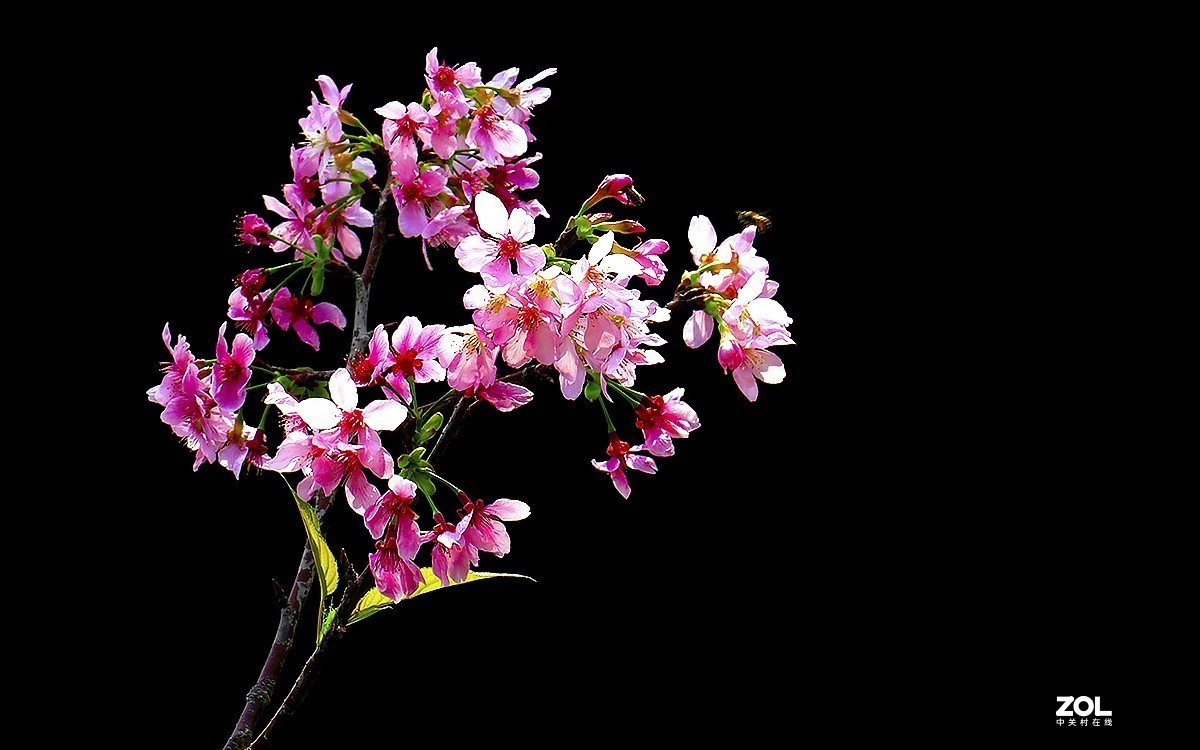 21236---公园随拍的樱花（11）