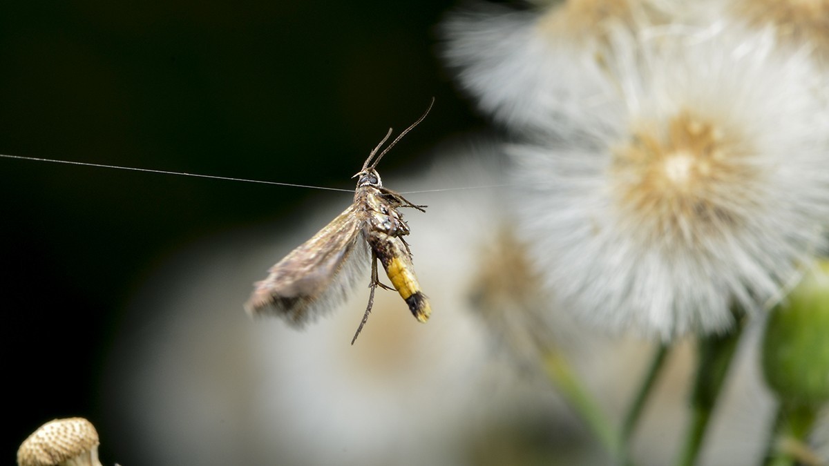 2021，09昆虫趣拍