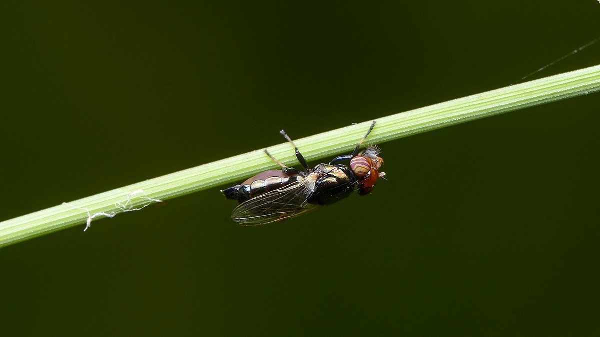 2021，09昆虫趣拍