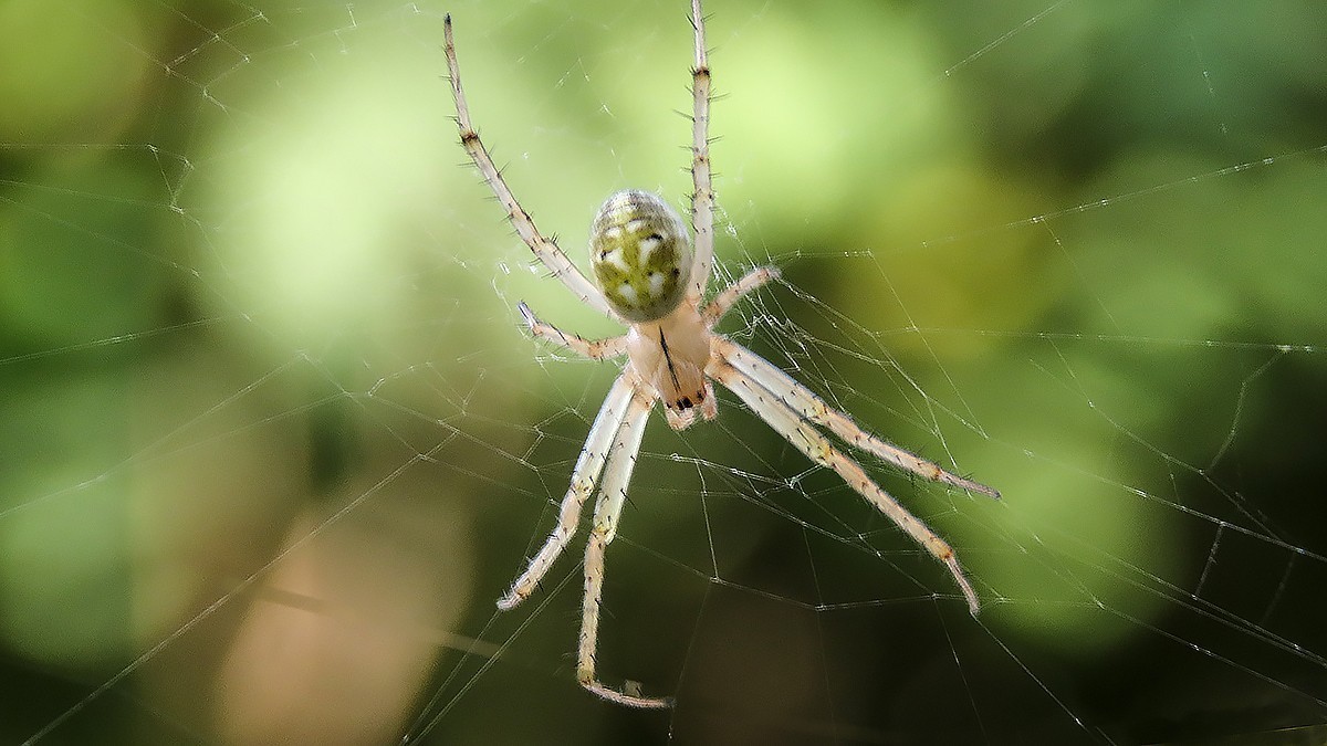 2021，09昆虫趣拍