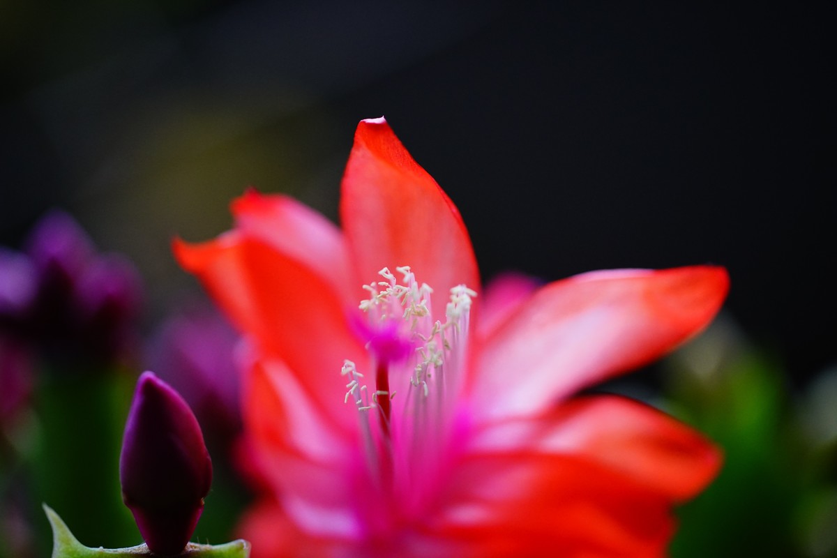 美能达50微手持+手动对焦练习