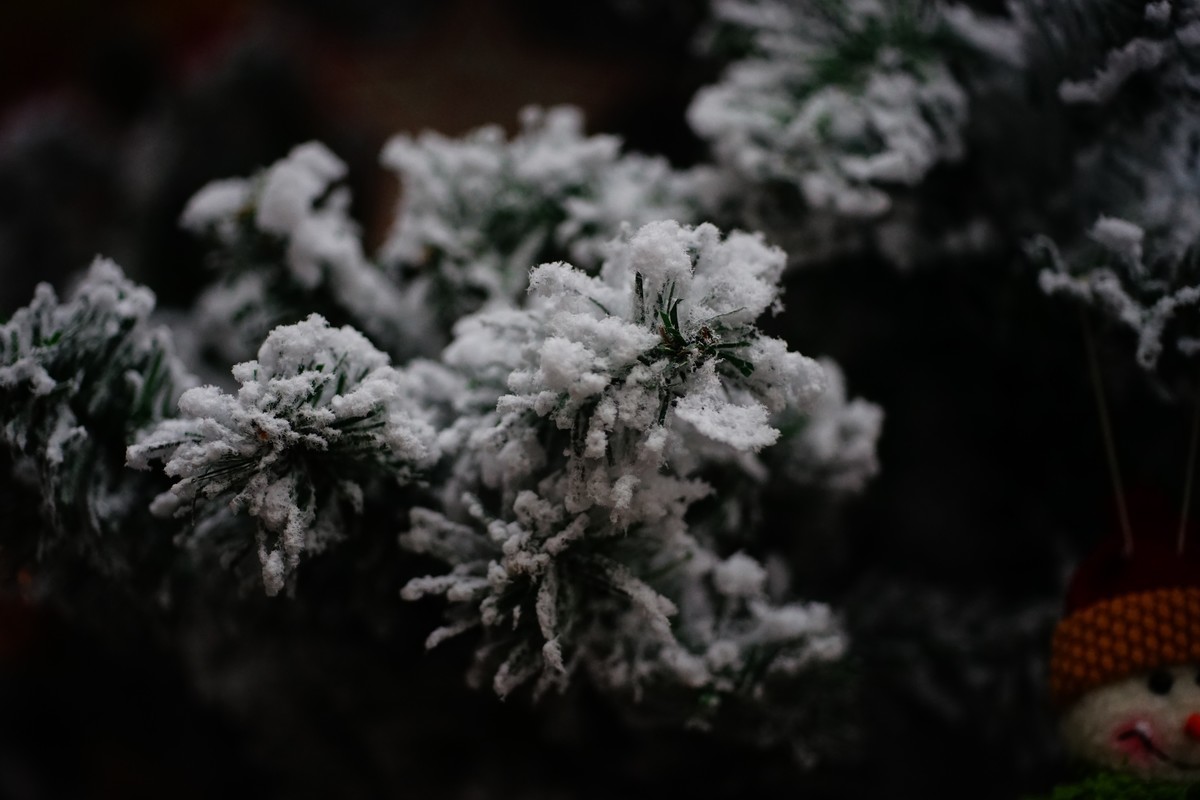 美能达50微手持+手动对焦练习