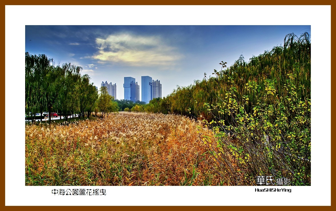 回程山东025——中海公园芦花摇曳（山东省滨州市）