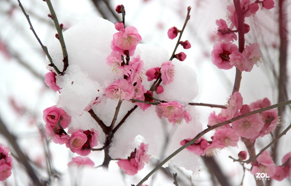 梅花映雪2