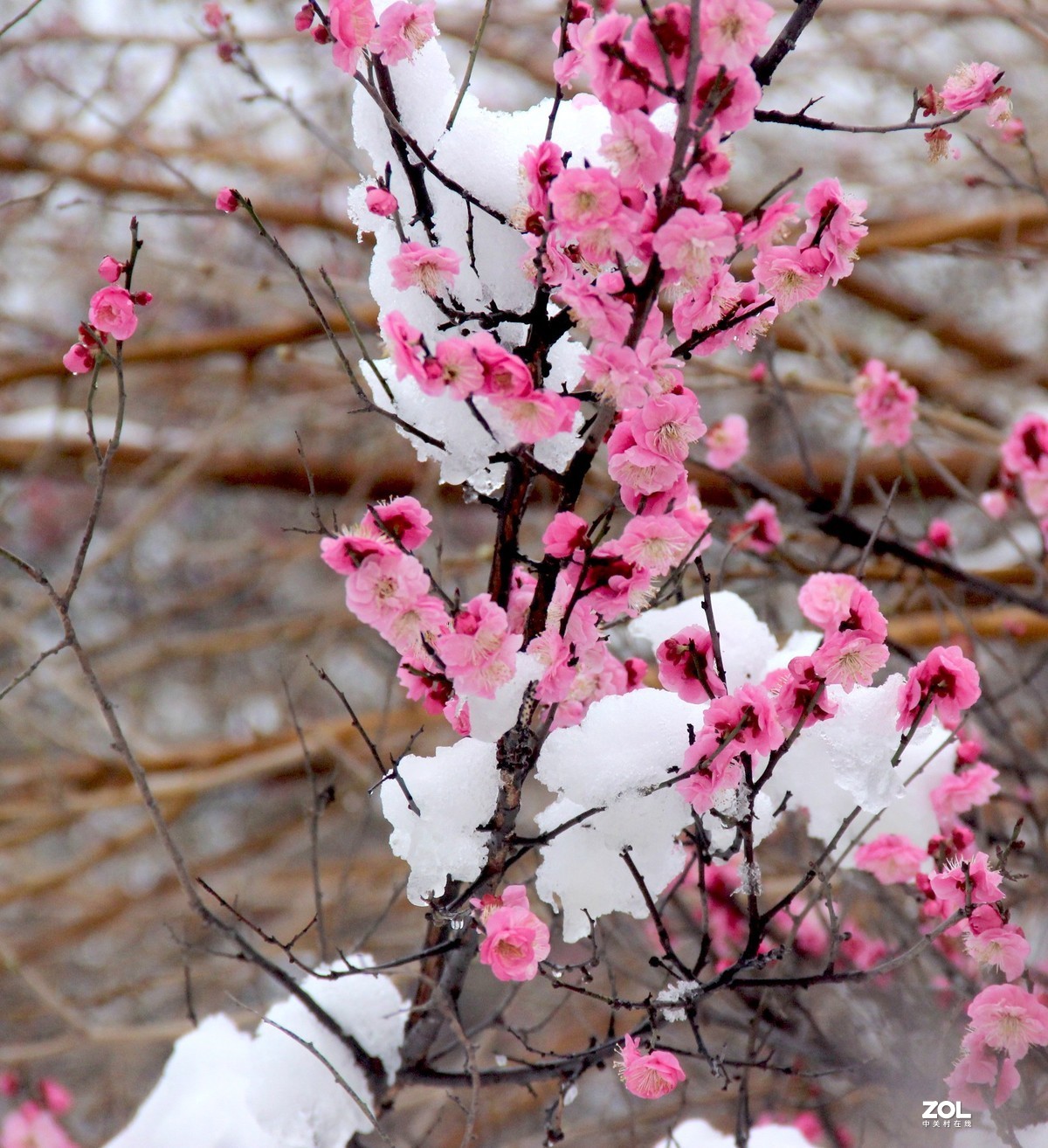 梅花映雪2