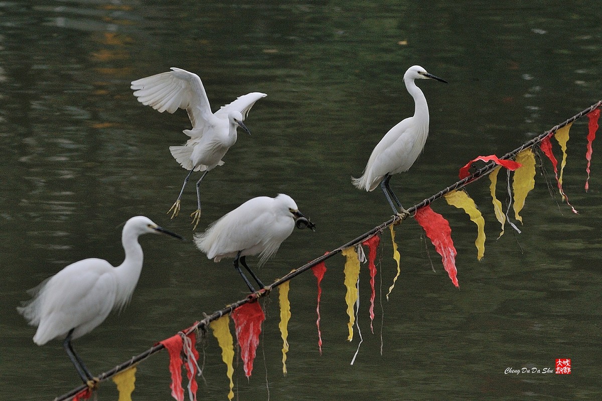 拍鹭纪实【139】