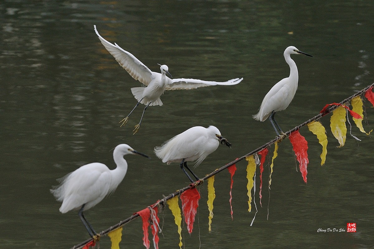 拍鹭纪实【139】