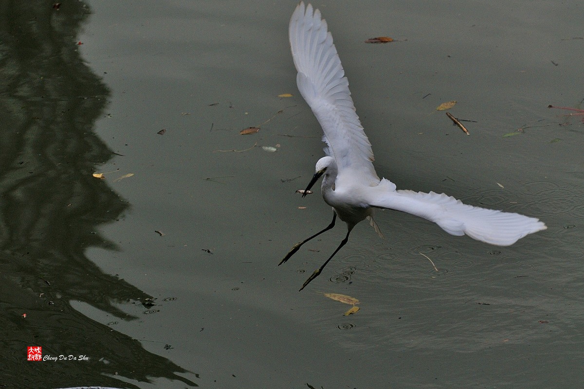 拍鹭纪实【139】