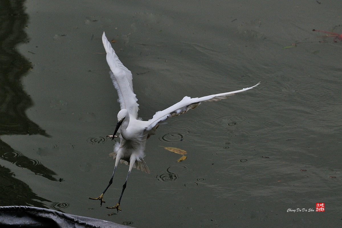 拍鹭纪实【139】