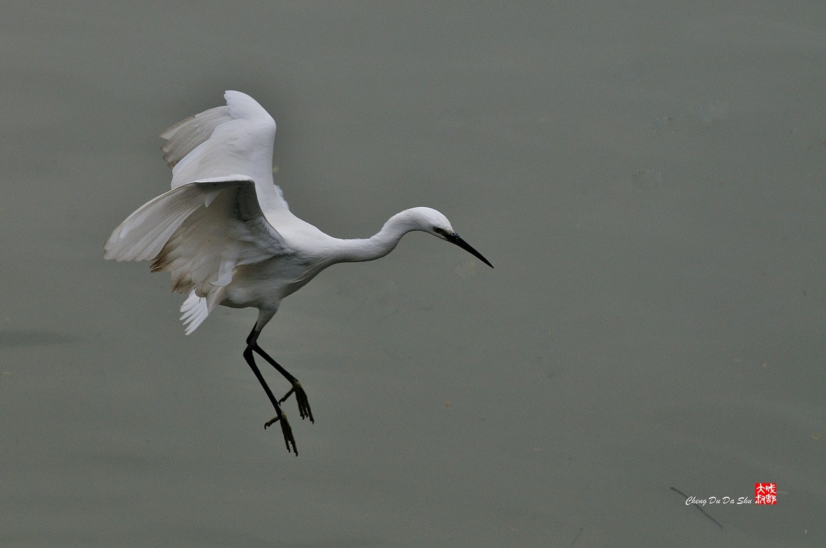 拍鹭纪实【139】