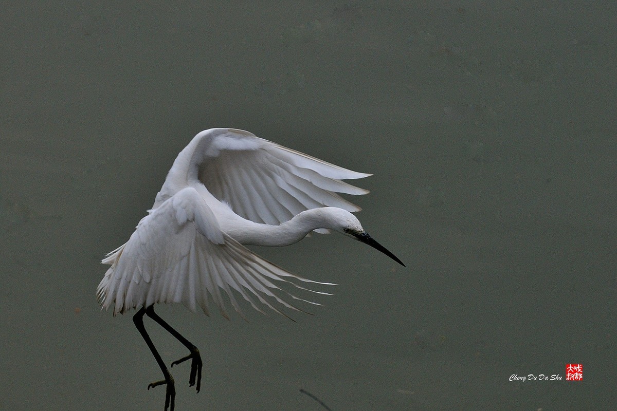 拍鹭纪实【139】