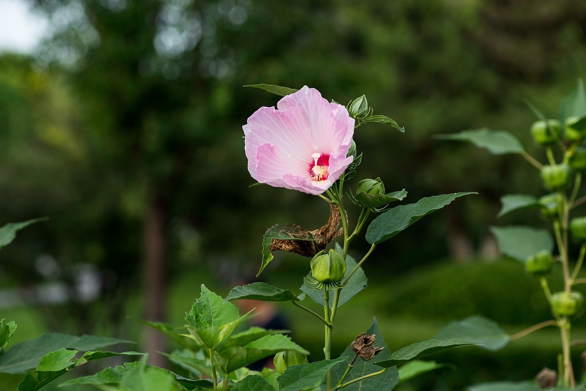 花朵硕大的锦葵