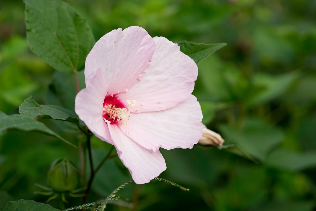 花朵硕大的锦葵
