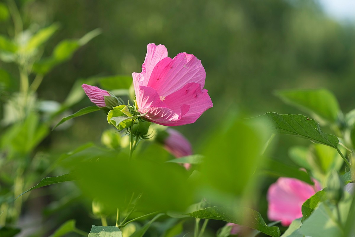 花朵硕大的锦葵
