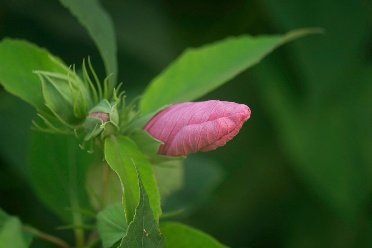 花朵硕大的锦葵