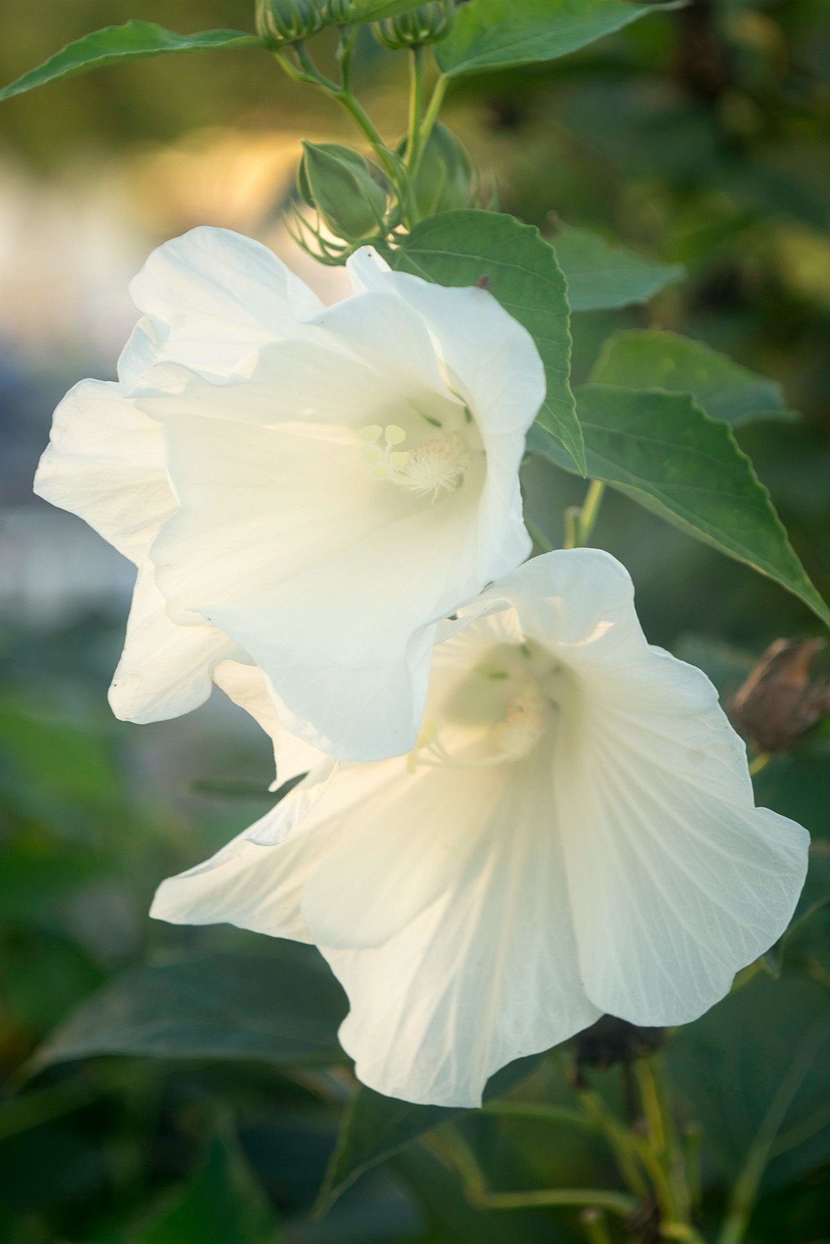 花朵硕大的锦葵