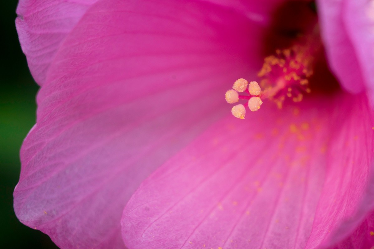 花朵硕大的锦葵