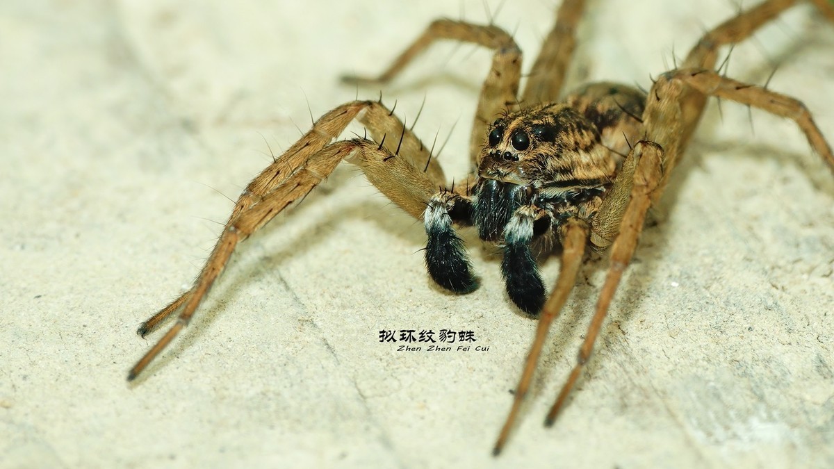 拟环纹豹蛛
