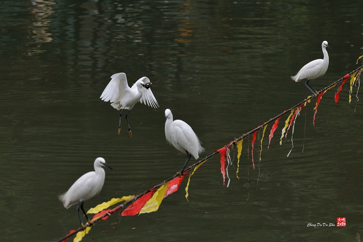 拍鹭纪实【139】