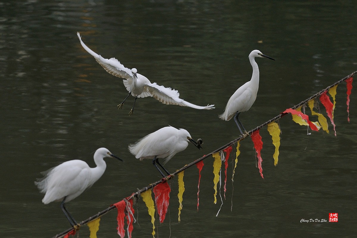 拍鹭纪实【139】