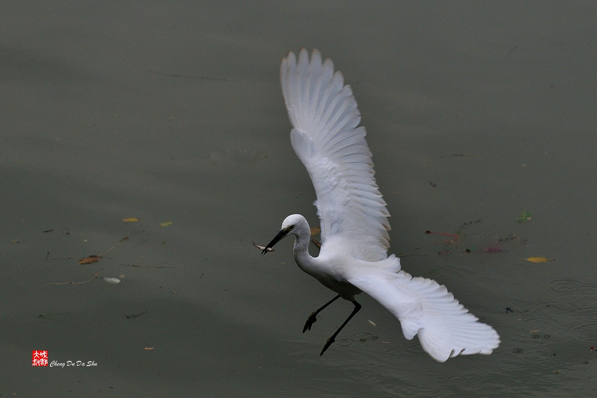 拍鹭纪实【139】