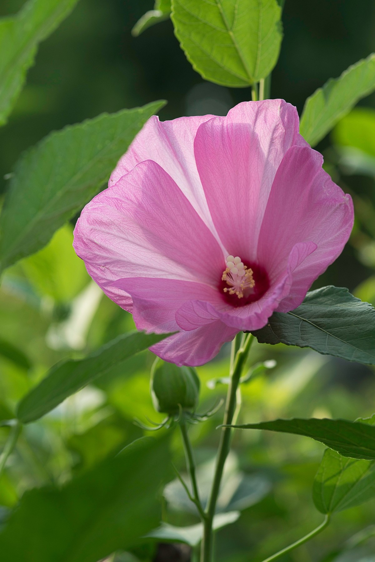 花朵硕大的锦葵