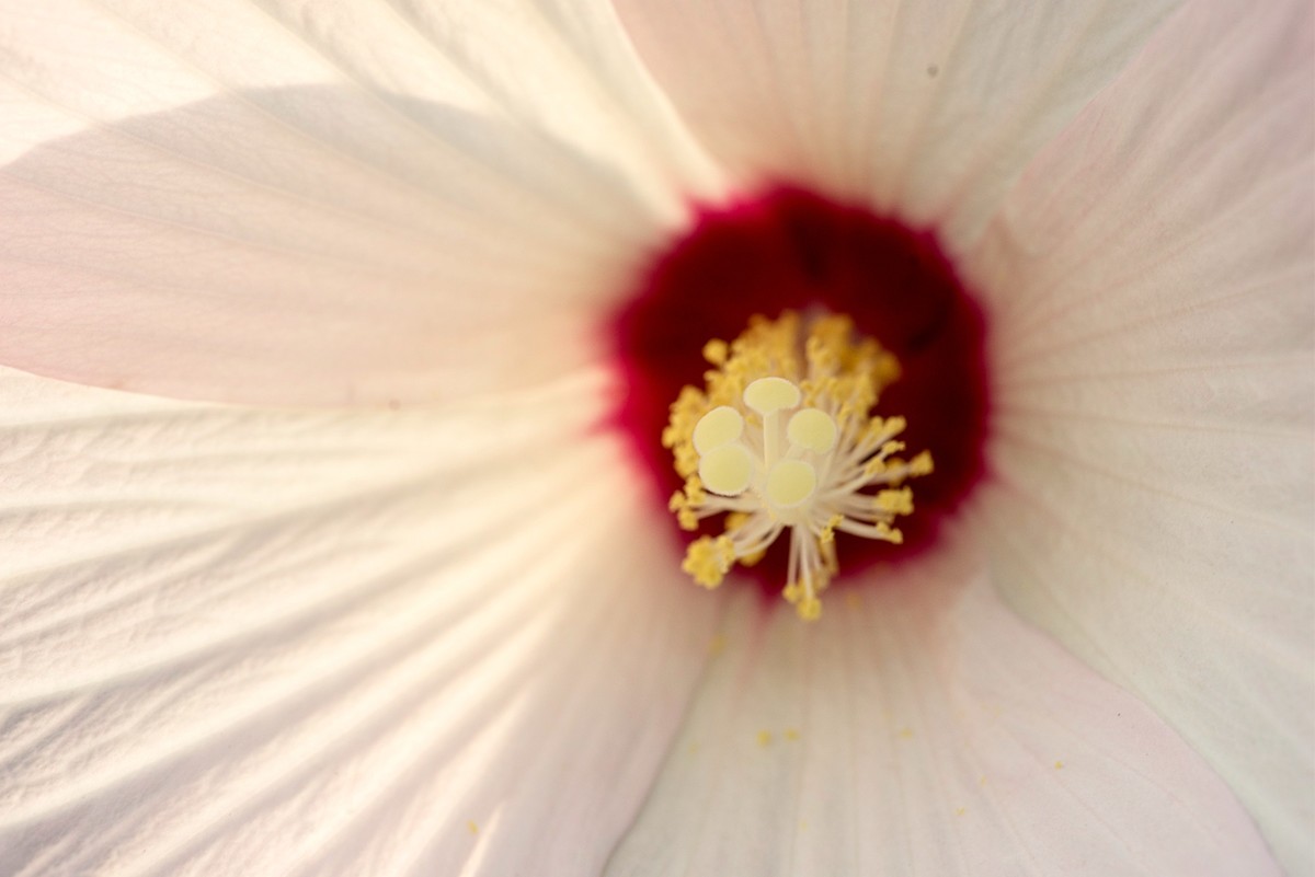 花朵硕大的锦葵