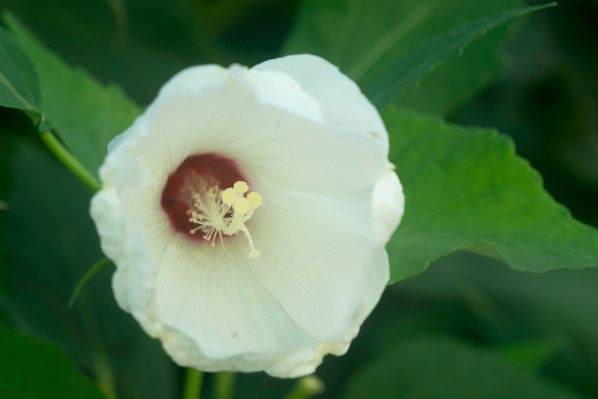 花朵硕大的锦葵
