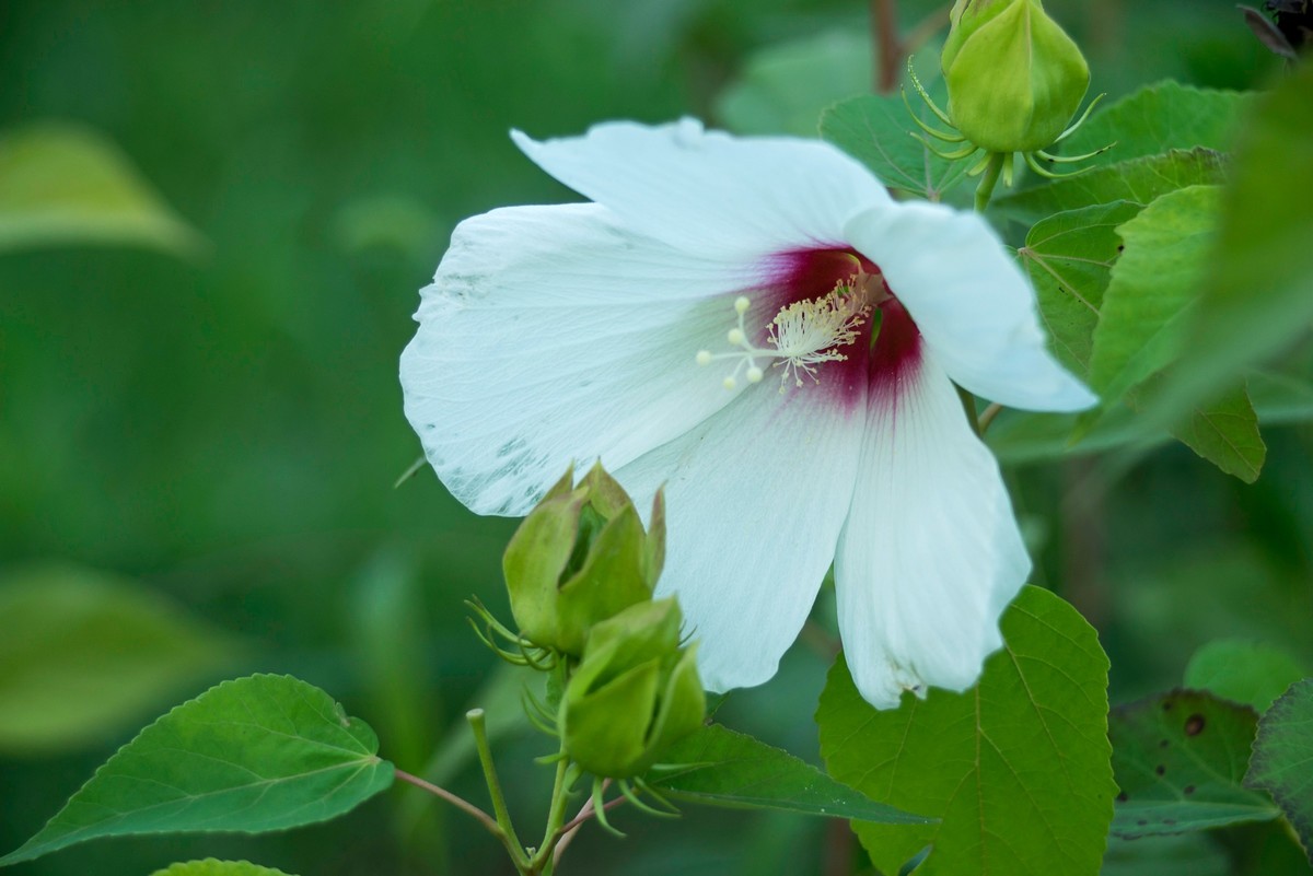 花朵硕大的锦葵