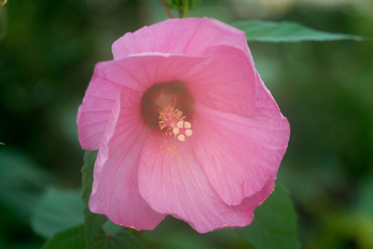 花朵硕大的锦葵