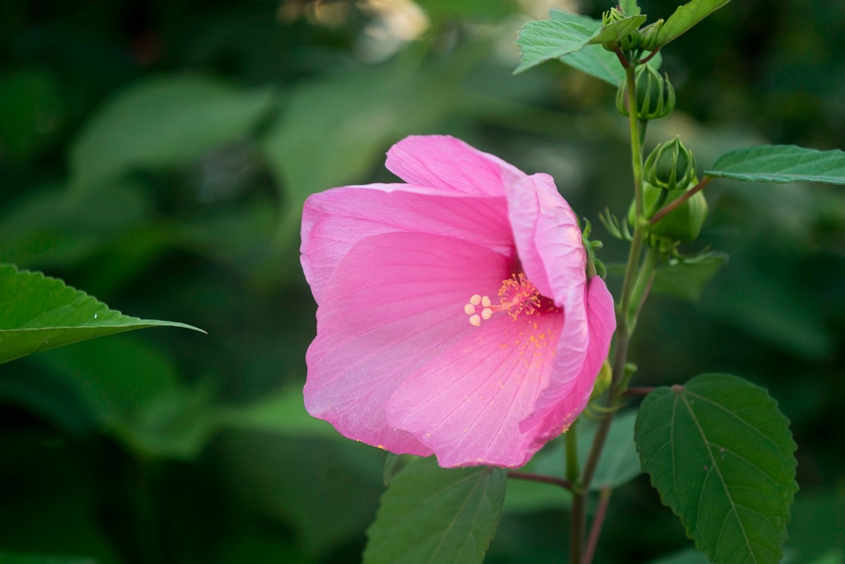花朵硕大的锦葵
