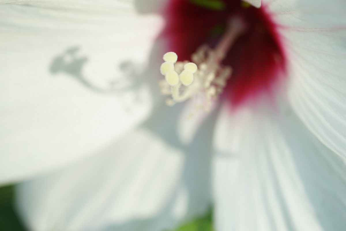 花朵硕大的锦葵