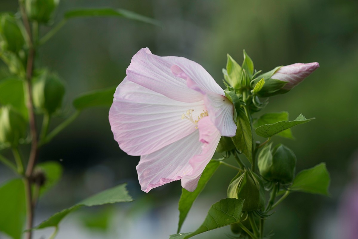 花朵硕大的锦葵