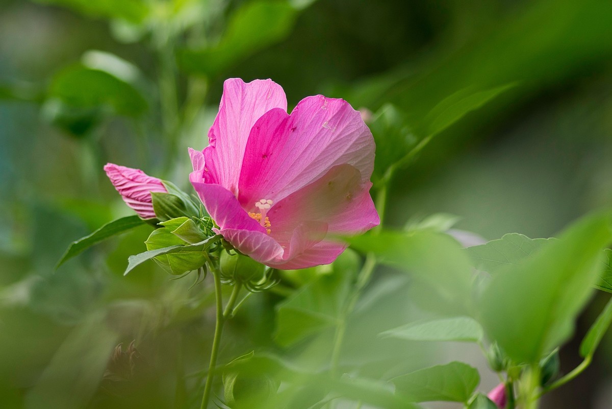 花朵硕大的锦葵