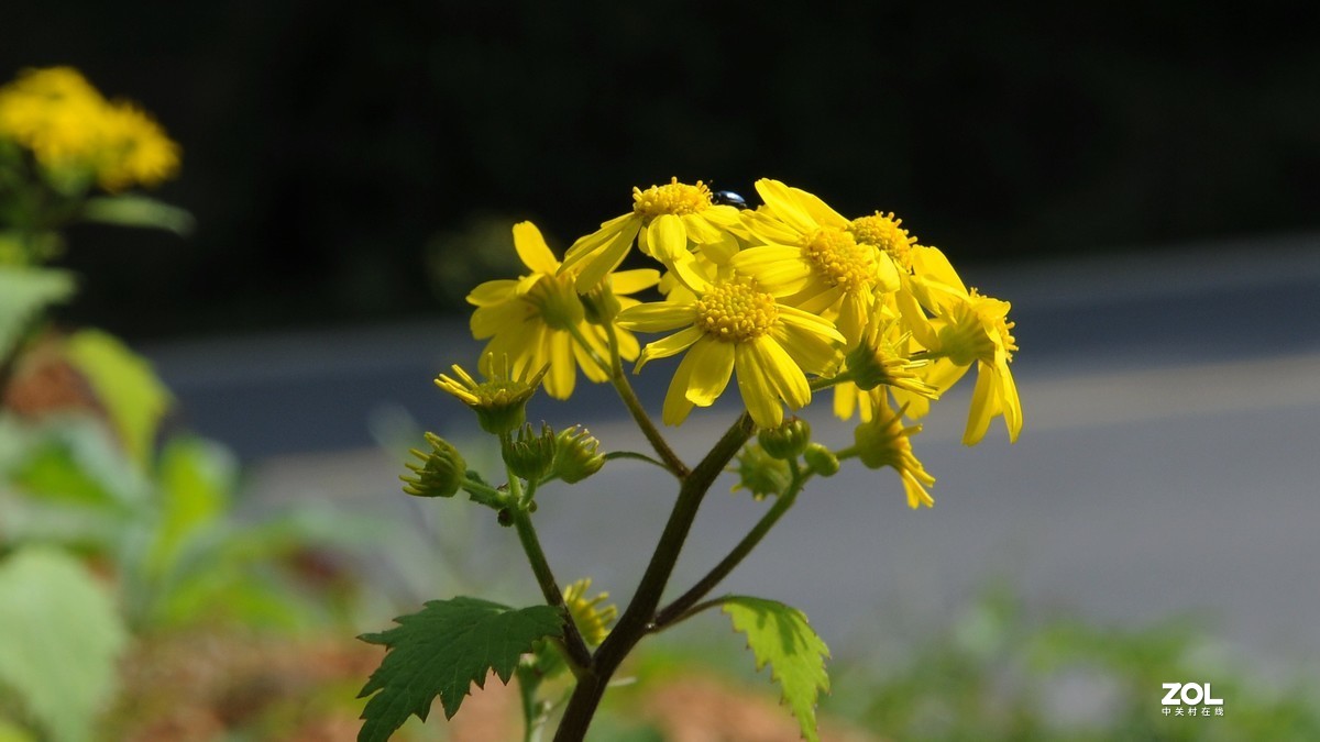 尼康D300S+1685拍摄单色花的问题求教