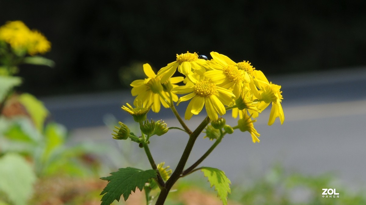 尼康D300S+1685拍摄单色花的问题求教