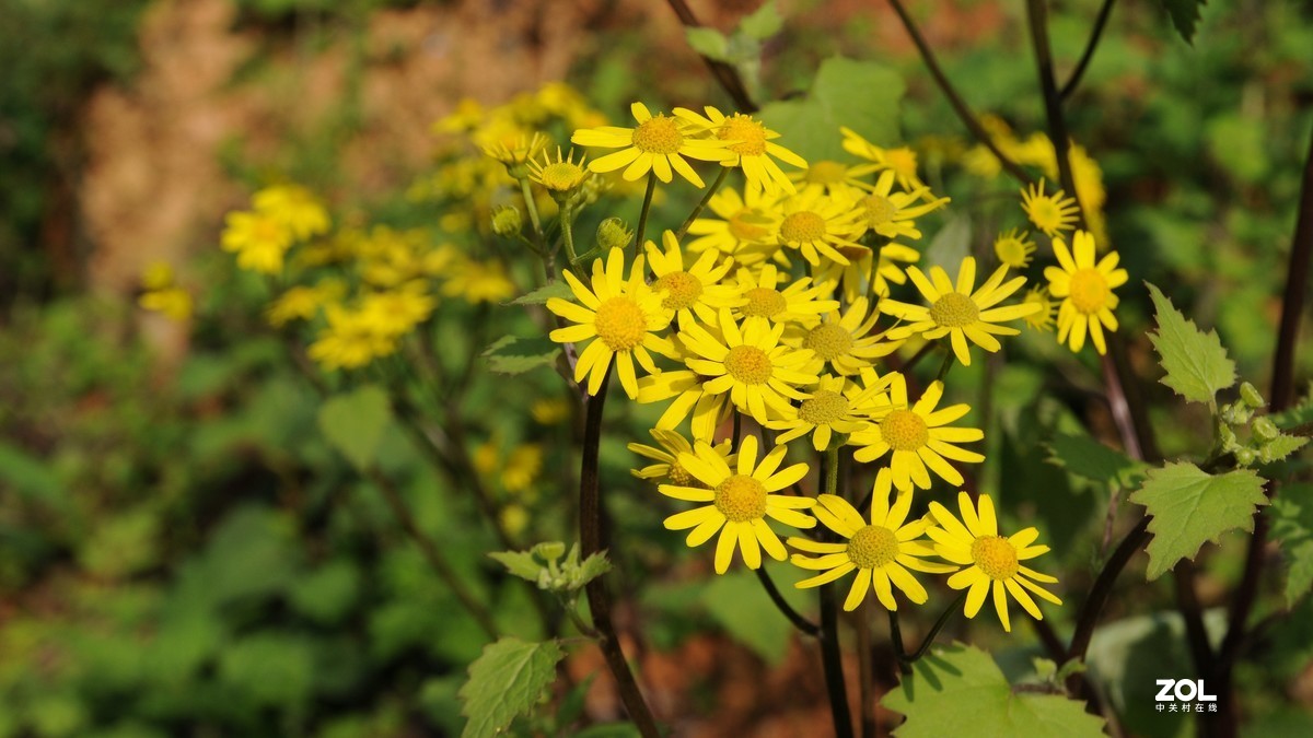 尼康D300S+1685拍摄单色花的问题求教