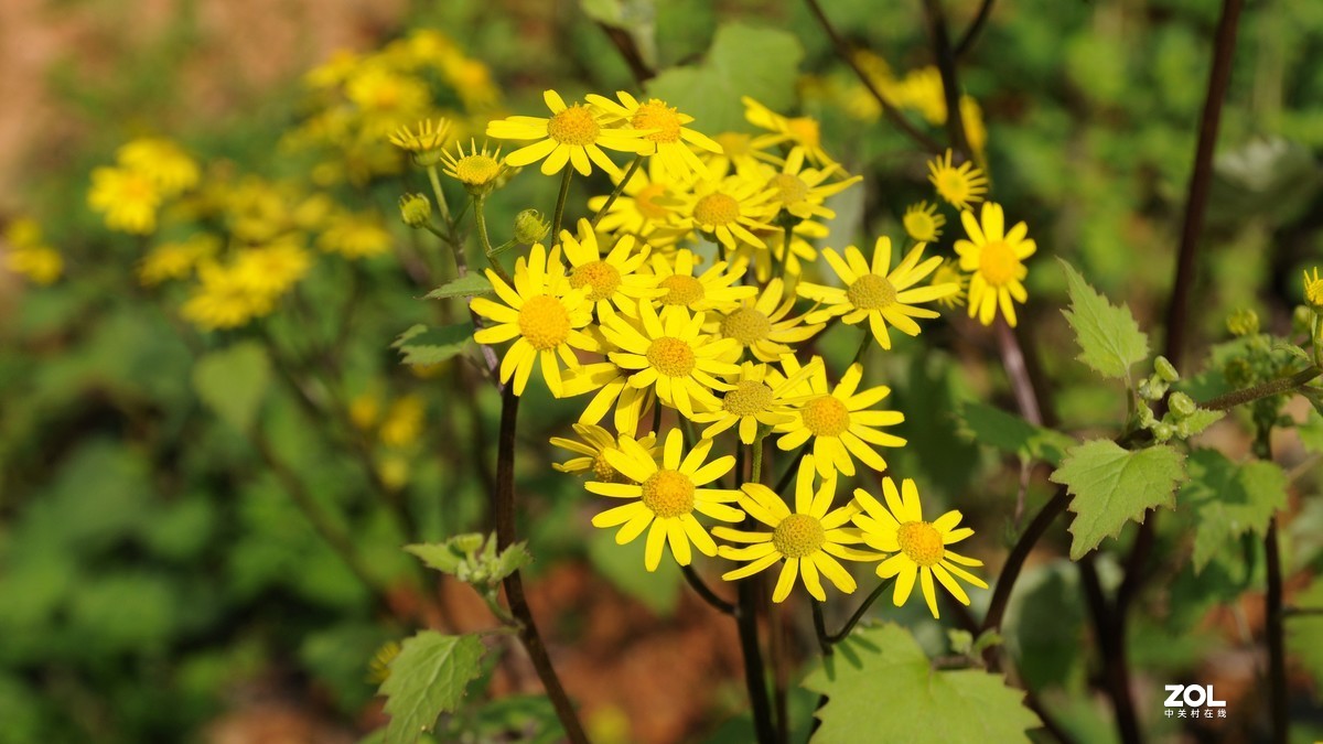 尼康D300S+1685拍摄单色花的问题求教