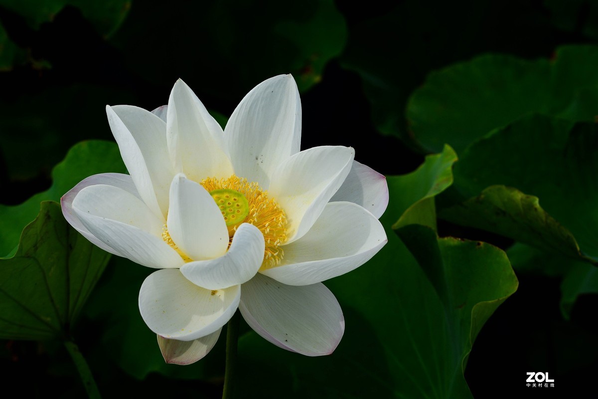 荷颜阅色（二）