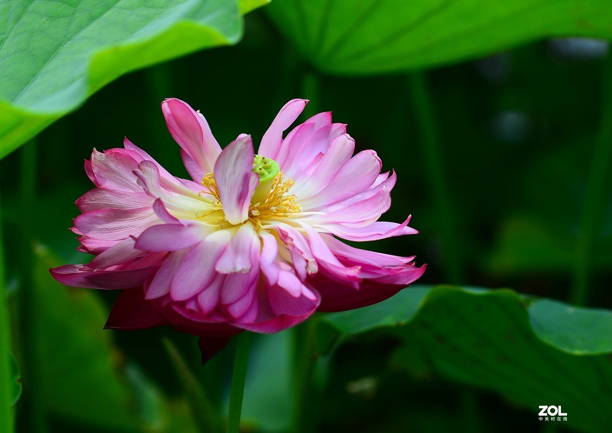 荷颜阅色（二）