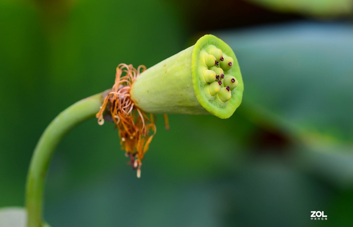 荷颜阅色（二）