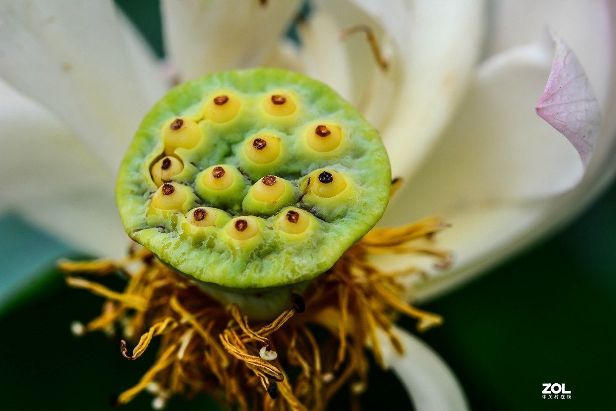 荷颜阅色（二）