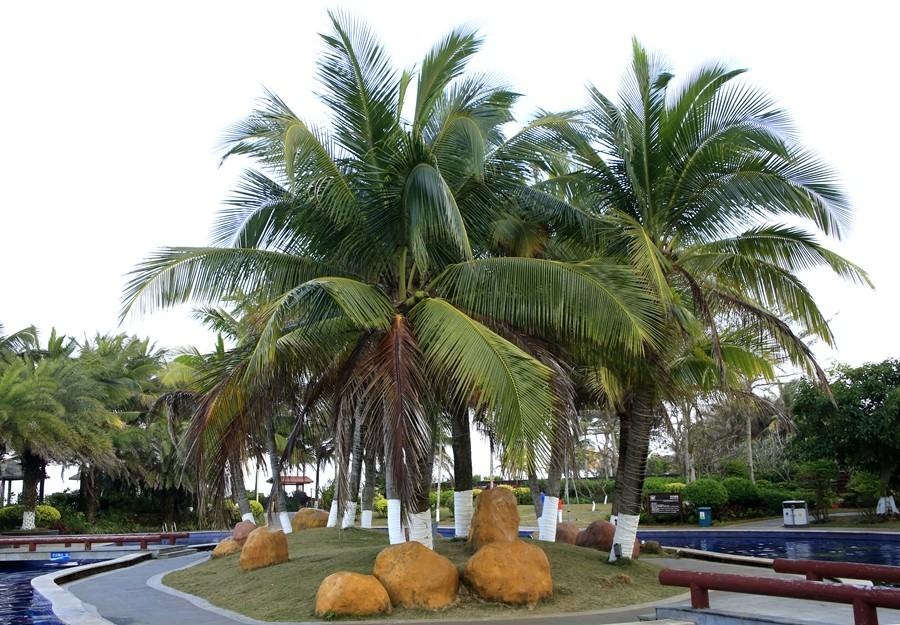 232【寿星老海南游摄日记】21.02.20临髙县长島兰湾：非常漂亮的游泳池！