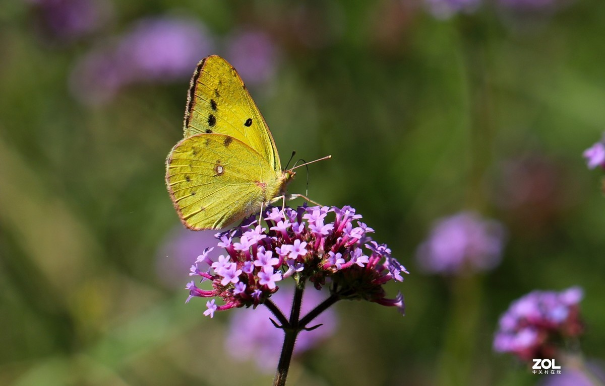 蜜蜂和蝴蝶怎么区分 ChMkKmBCwqiIQ41hAAb6V77P3hsAAK8igDHkOIABvpv096.jpg