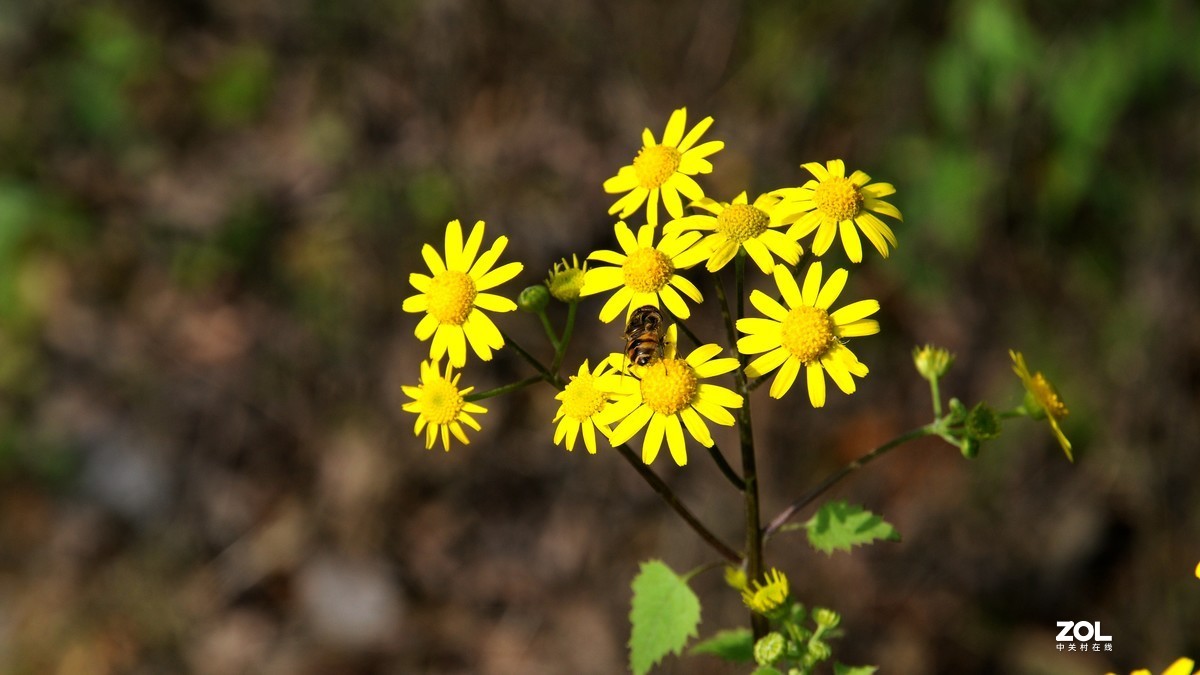 尼康D300S+1685拍摄单色花的问题求教
