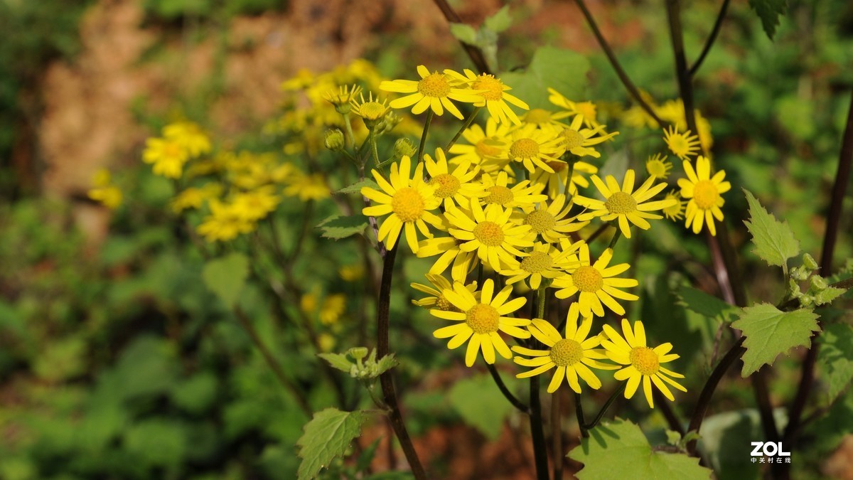 尼康D300S+1685拍摄单色花的问题求教